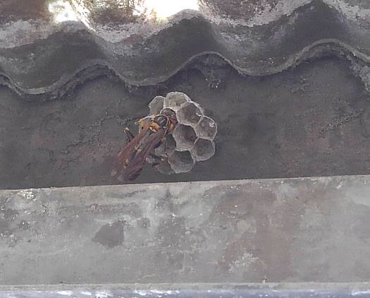 アシナガバチの巣駆除標準